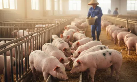 Giá heo hơi hôm nay 30/8/2026: Thị trường tiếp tục đi xuống