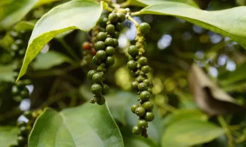 Giá tiêu hôm nay 31/8/2026: Trong nước giảm tới 2.000 đồng/kg