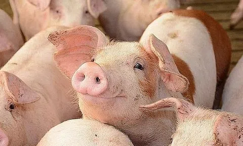 Giá heo hơi hôm nay 2/9/2026: Miền Bắc giữ đỉnh 59.000 đồng/kg