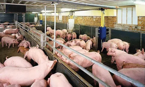 Giá heo hơi hôm nay 7/9/2026: Cao nhất 60.000 đồng/kg