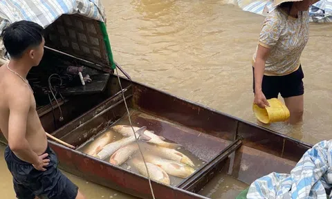Mực nước tại thủy điện Cẩm Thủy 1 sụt bất thường, gần 10 tấn cá lồng chết