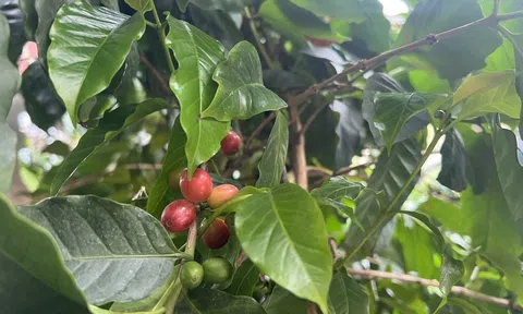 Giá cà phê hôm nay 9/9/2026: Thị trường nội địa giảm 500 đồng/kg