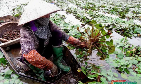 “Vàng đen” từ cánh đồng chiêm trũng