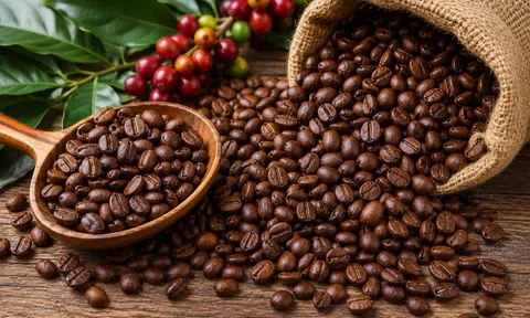 Giá cà phê hôm nay 10/9/2026: Tăng 1.300 đồng/kg