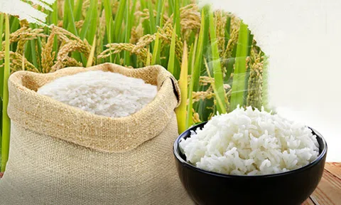 Giá lúa gạo hôm nay 19/9/2026: Không có nhiều biến động