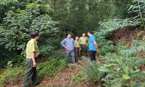 Hải Phòng: Tăng cường kiểm tra công tác phòng cháy, chữa cháy rừng