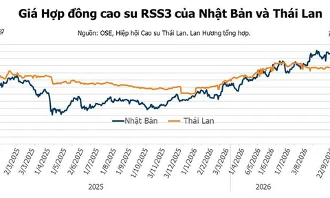 Giá cao su hôm nay 23/9/2026: Trung Quốc tăng 1%, dự báo thế giới thiếu hụt 280.000 tấn