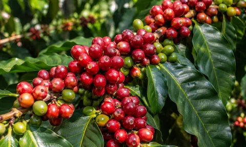 Giá cà phê hôm nay 23/9/2026: Giảm tiếp 800 đồng/kg