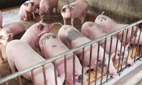 Giá heo hơi hôm nay 23/9/2026: Nhiều nơi chạm mốc 60.000 đồng/kg