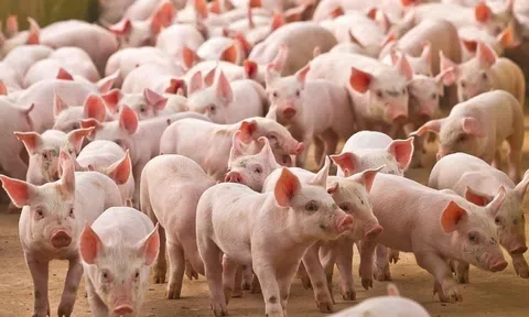Giá heo hơi hôm nay 24/9/2026: Lặng sóng, cao nhất 60.000 đồng/kg