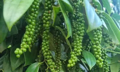Giá tiêu hôm nay 24/9/2026: Đồng loạt đi xuống