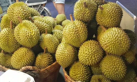 Giá sầu riêng hôm nay 24/9/2026: Ổn định, sầu Thái Đắk Lắk cao nhất 95.000 đồng/kg
