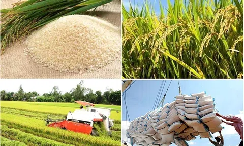 Gạo Việt tìm dư địa mới khi thị trường xuất khẩu liên tục biến động