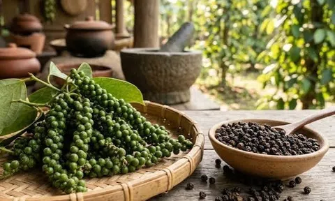 Giá tiêu hôm nay 25/9/2026: Tiêu đen xuất khẩu giảm 55 – 100 USD/tấn