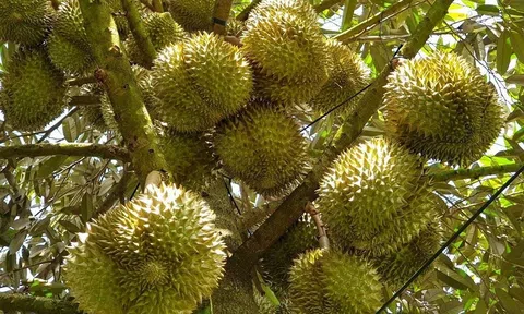 Giá sầu riêng hôm nay 26/9/2026: Thị trường giảm