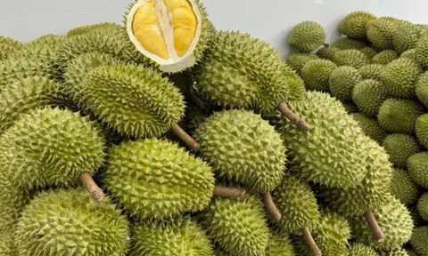 Giá sầu riêng hôm nay 28/9/2026: Tăng tại Đồng bằng sông Cửu Long