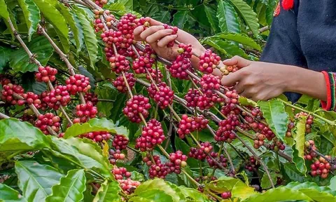 Giá cà phê hôm nay 28/9/2026: Hồi phục mạnh