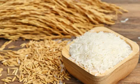 Giá lúa gạo hôm nay 28/9/2026: Trong nước ổn định, xuất khẩu chịu áp lực