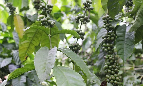 Giá cà phê hôm nay 29/9/2026: Cao nhất gần 94.000 đồng/kg