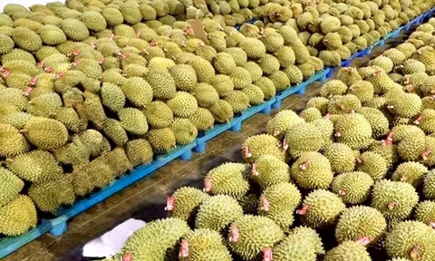 Giá sầu riêng hôm nay 4/10/2026: Sầu Thái tăng tại miền Tây, Lâm Đồng