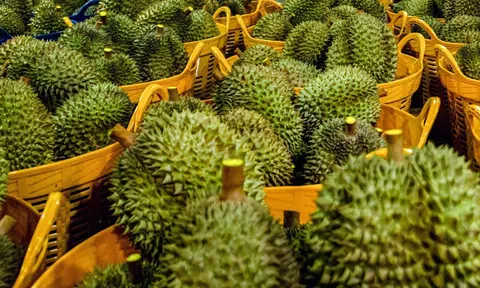 Giá sầu riêng hôm nay 5/10/2026: Sầu Thái Đắk Lắk cao nhất 95.000 đồng/kg