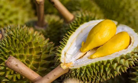 Giá sầu riêng hôm nay 6/10/2026: Ri6 miền Tây tăng 4.000 đồng/kg