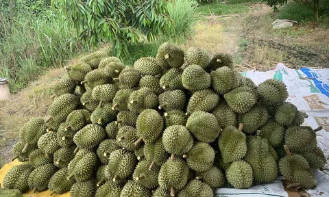 Giá sầu riêng hôm nay 9/10/2026: Sầu Thái chạm mốc 100.000 đồng/kg