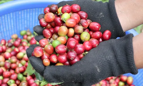 Giá cà phê hôm nay 10/10/2026: Trong nước mất thêm 1.000 đồng/kg
