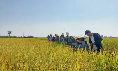 Hải Phòng: Hồi sinh cho những thửa ruộng bỏ hoang tại xã Chí Minh