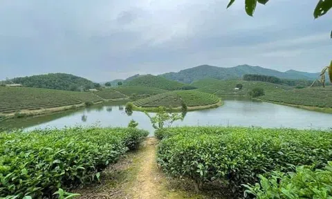 Nghệ An xây dựng vùng nguyên liệu tập trung, tăng liên kết sản xuất và tiêu thụ