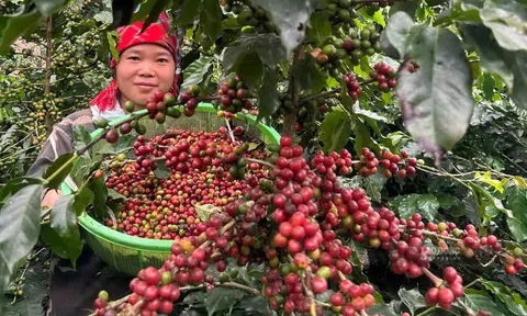 Giá cà phê hôm nay 11/10/2026: Tây Nguyên bật tăng lên 93.000 đồng/kg