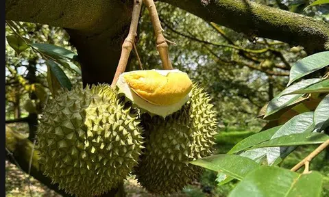 Giá sầu riêng hôm nay 11/10/2026: Sầu Thái tăng 10.000 đồng/kg