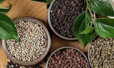 Giá tiêu hôm nay 12/10/2026: Đồng loạt tăng, chạm 140.000 đồng/kg
