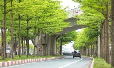 Hà Nội định hướng mỗi tuyến phố trồng một loài cây đặc trưng