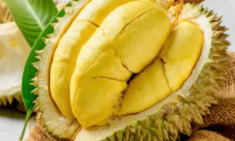 Giá sầu riêng hôm nay 12/10/2026: Sầu Thái loại A cơm chuẩn giá 105.000 đồng/kg