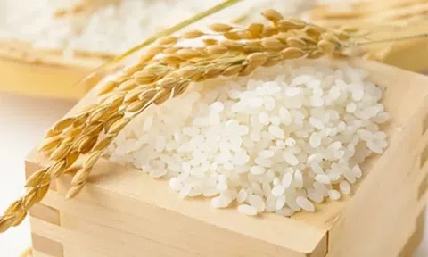 Giá lúa gạo hôm nay 12/10/2026: Trong nước ổn định, gạo xuất khẩu đi ngang