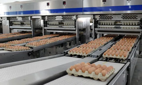 Nông nghiệp Hòa Phát xuất bán hơn 151.000 con heo, 87 triệu quả trứng gà trong quý III/2026