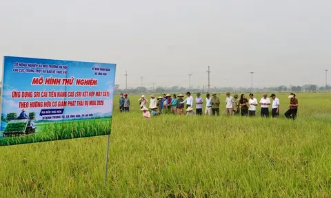 SRI kết hợp cấy máy: Hướng canh tác lúa xanh tại Hà Nội