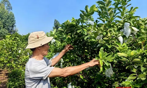Từ đồi dốc Yên Tử đến mô hình kinh tế xanh bền vững nhờ cây ổi lê Đài Loan