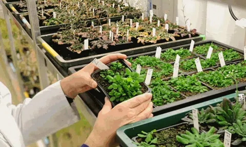 Thực tiễn năng lực cạnh tranh doanh nghiệp giống cây trồng một số quốc gia trên thế giới và Việt Nam