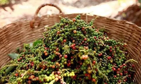 Giá tiêu hôm nay 24/10/2026: Đắk Lắk tăng 1.500 đồng/kg