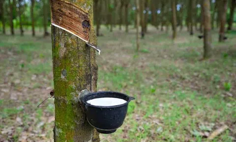 Giá cao su hôm nay 24/10/2026: Nhật Bản giảm tuần thứ hai liên tiếp do đồng yen mạnh lên
