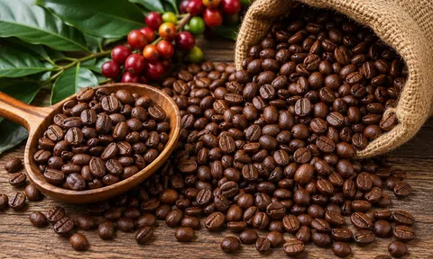 Giá cà phê hôm nay 25/10/2026: Rơi xuống dưới 90.000 đồng/kg