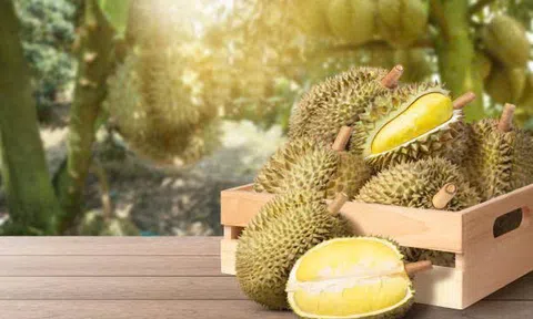 Giá sầu riêng hôm nay 25/10/2026: Giảm tại Đắk Lắk