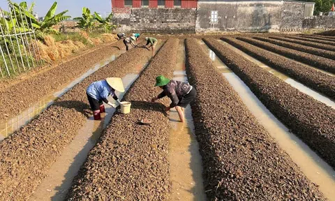 Phường Phạm Sư Mạnh (Hải Phòng): Phát huy lợi thế cây trồng chủ lực, quyết tâm thắng lớn vụ Đông 2026-2027