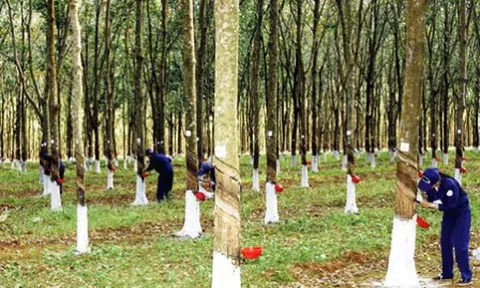 Giá cao su hôm nay 26/10/2026: Tăng nhẹ đầu tuần