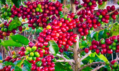 Giá cà phê hôm nay 26/10/2026: Xuống dưới 90.000 đồng/kg