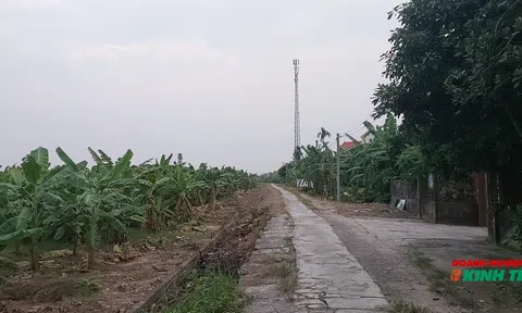 Hải Phòng: Tăng cường công tác duy tu, bảo dưỡng đê điều và xử lý kịp thời các sự cố cấp bách