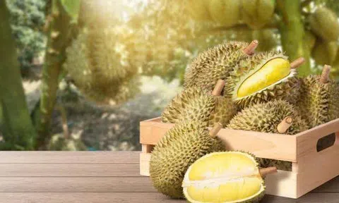 Giá sầu riêng hôm nay 30/10/2026: Sầu Thái tăng ở Đắk Lắk, cao nhất 97.000 đồng/kg