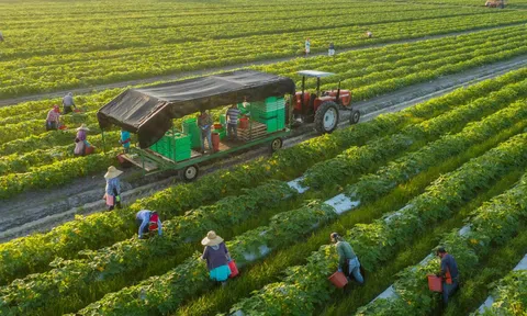 Quy định và hình thức về việc sử dụng đất trang trại